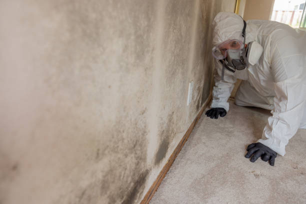 Trusted University Heights, OH Mold Removal Experts